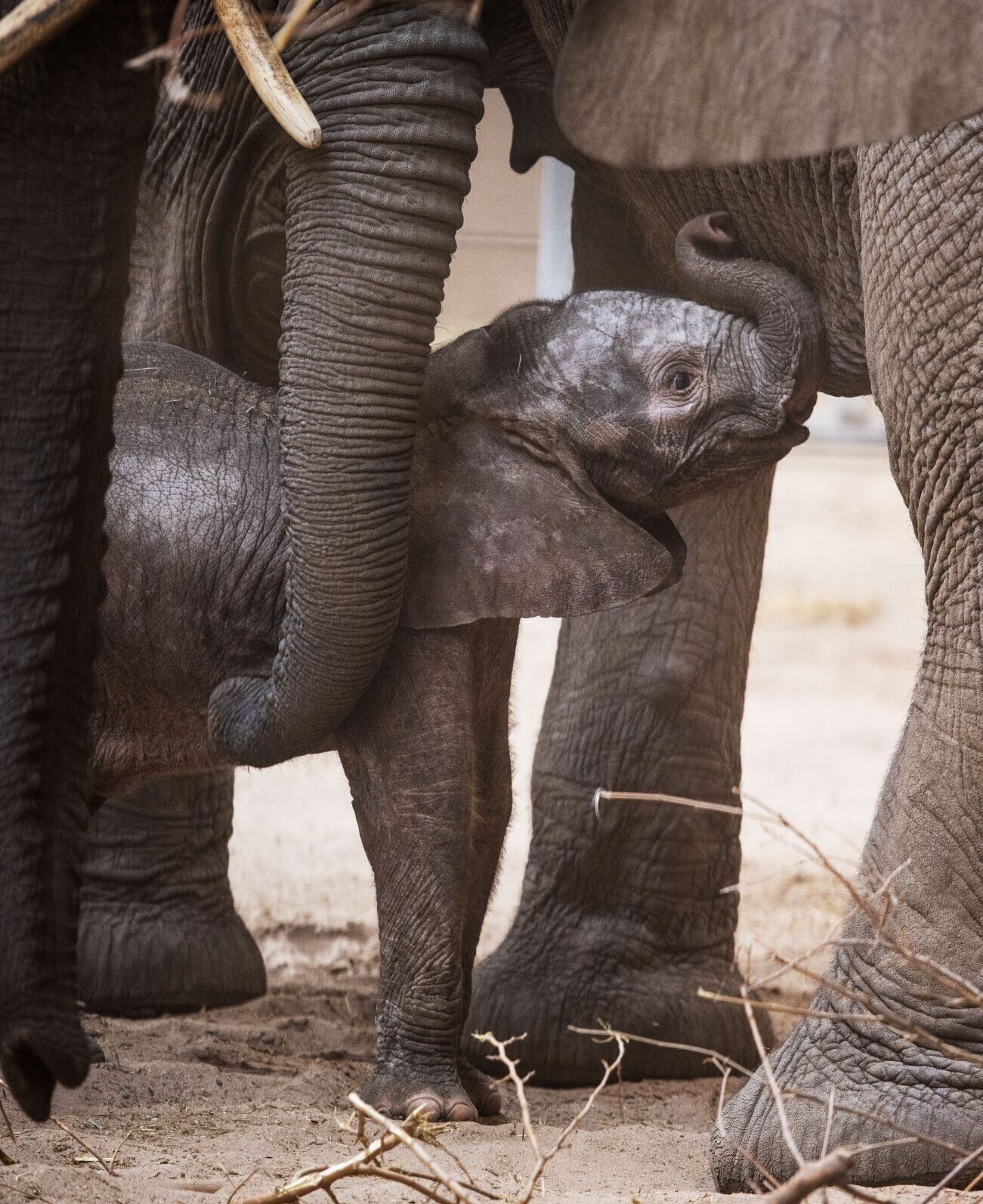 021522-owh-new-elephants-pic-cm013
